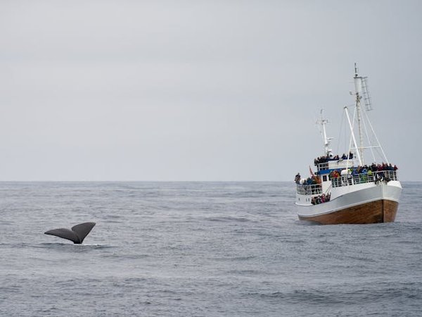 Comment découvrir les traditions de la pêche au hareng en Norvège : techniques et lieux ?